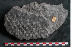 Foto (Detailansicht) von Lepidodendron sp.  (NHMW-GEO-2024-0188-11168)